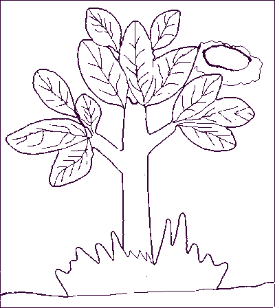 Albero con il nido tra foglie