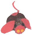 maialino